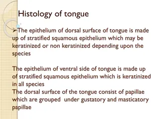 Histology of the Tongue: Structure and Function Overview