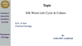 Silk Worm Life Cycle and Culture at Mohanlal Sukhadiya University Udaipur