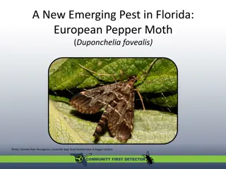 European Pepper Moth: A New Emerging Pest in Florida