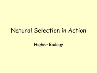 Understanding Natural Selection in Higher Biology