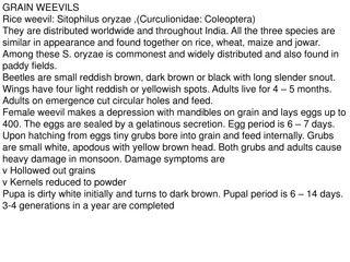 Common Grain Pests and Their Characteristics