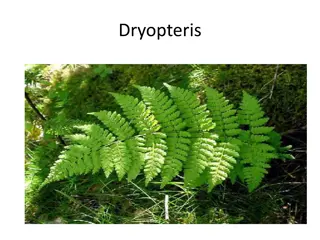 Understanding Dryopteris Fern Life Cycle