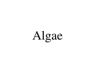 Algae: Classification, Habitat, and Reproduction