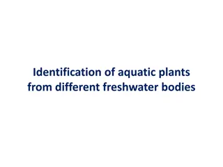 Identification of Aquatic Plants in Freshwater Bodies Based on Habitat Classification