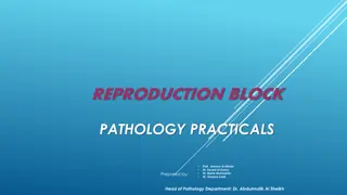 Male Reproductive System: Testis and Prostate Anatomy and Histology