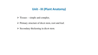 Plant Anatomy: Understanding Tissues and Growth in Plants