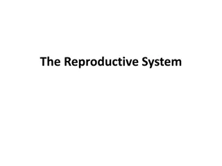 The Reproductive System: Terms, Disorders, and Procedures