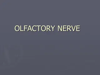 Olfactory Nerve and Its Role in the Sense of Smell