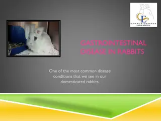 Understanding Gastrointestinal Disease in Rabbits: A Comprehensive Overview