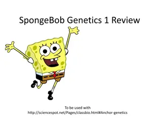 SpongeBob Genetics Review Questions & Phenotype Determination