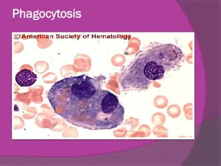 Phagocytosis, Inflammation, and Granulomas in Tuberculosis