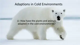 Adaptations in Cold Environments: Plants, Animals, and Interdependence