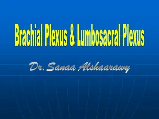 The Formation and Structure of Brachial Plexus