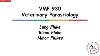 Understanding Lung and Blood Flukes in Veterinary Parasitology