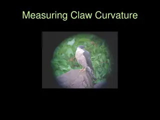 Mastering Claw Curvature Measurement Technique