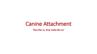 Canine Attachment and Cross-Species Relationships