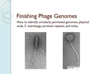 Circularly Permuted Phage Genomes