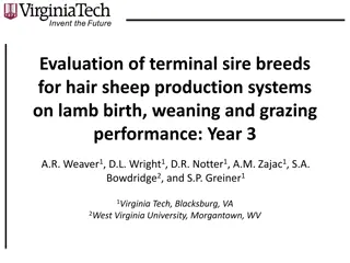 Evaluation of Terminal Sire Breeds for Hair Sheep Production Systems: Year 3 Study