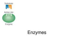 Enzymes: The Catalysts of Cellular Reactions