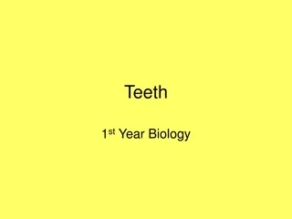 Teeth: Types and Functions in Biology