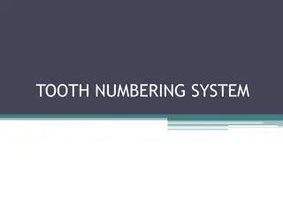 Tooth Numbering Systems in Dentistry