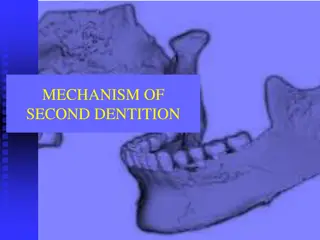 The Mechanism of Second Dentition in Humans