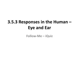 Responses in the Human Eye and Ear