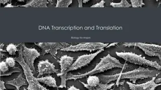 DNA Transcription and Translation in Biology