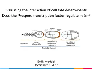 Evaluating Cell Fate Determinants: Regulation of Notch by Prospero Transcription Factor