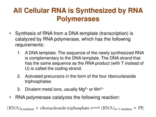 RNA Polymerases and Transcription Process