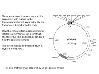 Transposon Insertion Orientation and Its Impact on Gene Expression