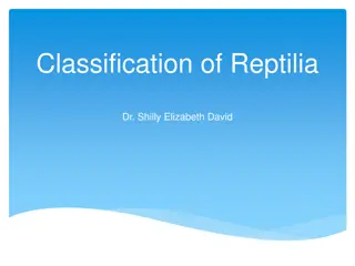 The Classification and Features of Reptiles