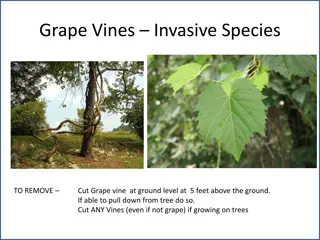 Invasive Plant Species Removal Guide