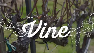 Exploring the Symbolism of Vine and Fruit in Biblical References