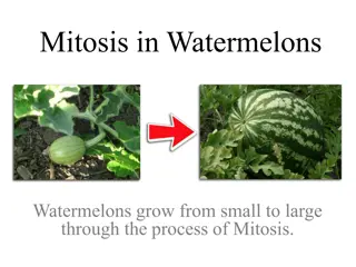 The Process of Mitosis and Meiosis in Watermelons