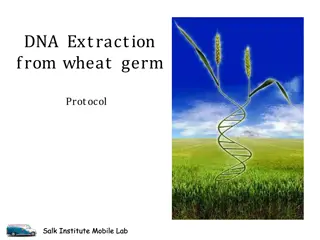 Wheat Germ DNA Extraction Protocol - Salk Institute Mobile Lab