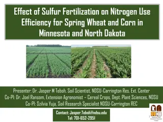 Effect of Sulfur Fertilization on Nitrogen Use Efficiency for Spring Wheat and Corn