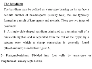 Basidium: Structure and Classification of Basidiomycetes