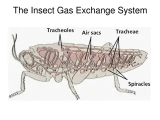 Understanding the Insect Gas Exchange System