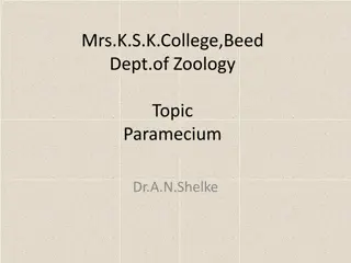 Exploring Paramecium: A Detailed Study of a Protozoan Organism