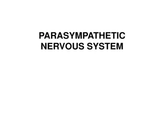 The Parasympathetic Nervous System and Cholinergic Pharmacology