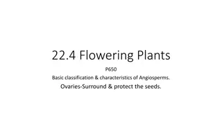 Understanding Angiosperms: Classification and Reproduction