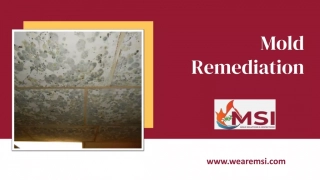 Mold Remediation Companies