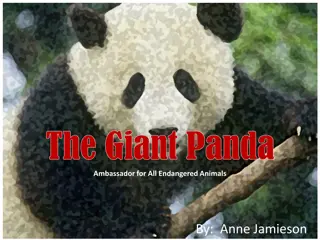 The Giant Panda: Ambassador for Endangered Animals