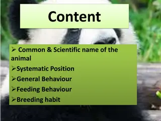 Giant Panda - Overview of Behavior, Feeding, and Breeding Habits