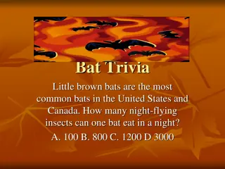 Fun Bat Trivia Facts for Nature Enthusiasts