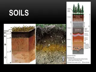 Soil: Formation, Composition, and Impact on Plant Growth