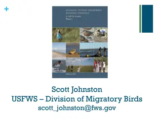 Addressing the Decline of Shorebird Populations in the Atlantic Flyway