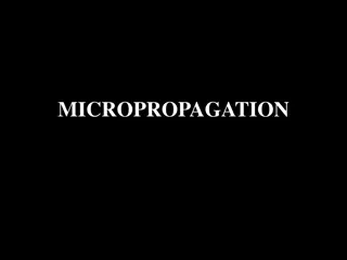 Micropropagation: A Clonal Propagation Method