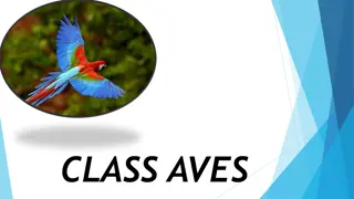 Classification of Class Aves and its Sub-Classes